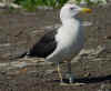 adult fuscus in July, ringed in Finland. (80405 bytes)