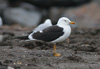 1cy fuscus in August, ringed in Finland. (81365 bytes)