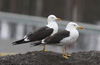 1cy fuscus in August, ringed in Finland. (81365 bytes)