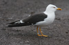 1cy fuscus in August, ringed in Finland. (81365 bytes)