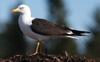 1cy fuscus in August, ringed in Finland. (81365 bytes)