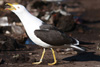 1cy fuscus in August, ringed in Finland. (81365 bytes)