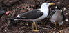 1cy fuscus in August, ringed in Finland. (81365 bytes)