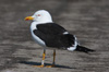 1cy fuscus in August, ringed in Finland. (81365 bytes)