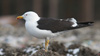 1cy fuscus in August, ringed in Finland. (81365 bytes)