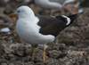 1cy fuscus in August, ringed in Finland. (81365 bytes)