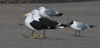 1cy fuscus in August, ringed in Finland. (81365 bytes)