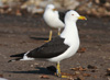 1cy fuscus in August, ringed in Finland. (81365 bytes)