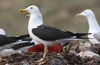 1cy fuscus in August, ringed in Finland. (81365 bytes)
