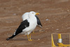 1cy fuscus in August, ringed in Finland. (81365 bytes)