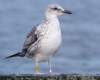 1cy fuscus in August, ringed in Finland. (81365 bytes)