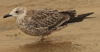 1cy fuscus in August, ringed in Finland. (81365 bytes)