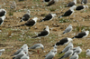 1cy fuscus in August, ringed in Finland. (81365 bytes)