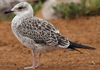 1cy fuscus in August, ringed in Finland. (81365 bytes)