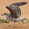 1cy fuscus in August, ringed in Finland. (81365 bytes)