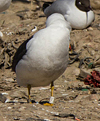 adult fuscus in July, ringed in Finland. (80753 bytes)