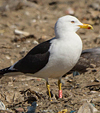 adult fuscus in July, ringed in Finland. (80753 bytes)