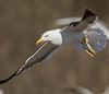 adult fuscus in July, ringed in Finland. (80753 bytes)