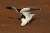 1cy fuscus in August, ringed in Finland. (81365 bytes)