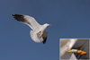 1cy fuscus in August, ringed in Finland. (81365 bytes)