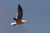 1cy fuscus in August, ringed in Finland. (81365 bytes)